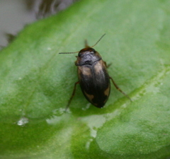 Hydroporus palustris