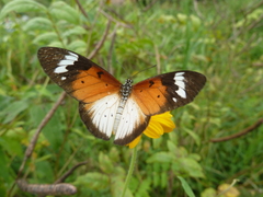Sphingidae
