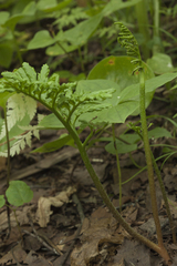 Sceptridium robustum