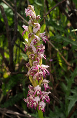 Orchis galilaea