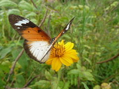 Sphingidae
