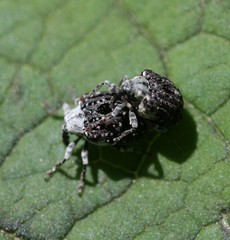 Cionus scrophulariae