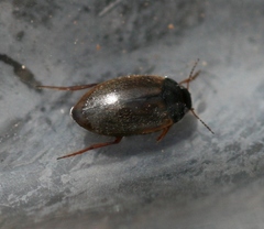 Hydroporus planus