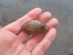 Alasmidonta marginata