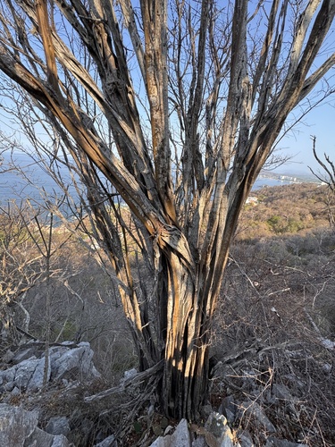 Mexican logwood (Haematoxylum brasiletto)