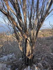 Palo de brasil
