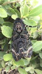 Acherontia