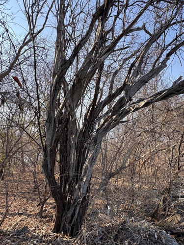 Palo de brasil (Haematoxylum brasiletto)