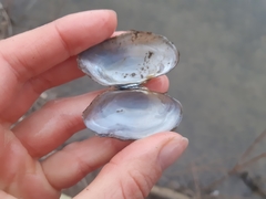 Alasmidonta marginata