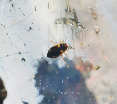 Hydroporus palustris