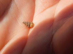 Cochlostoma septemspirale