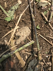 Hoplomutilla insignis