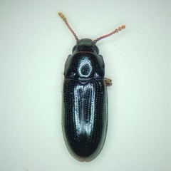 Pharaxonotha kirschii