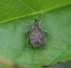 Parethelcus pollinarius