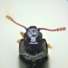 Pharaxonotha kirschii