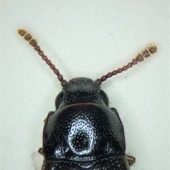 Pharaxonotha kirschii
