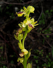 Ophrys lutea galilaea