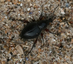 Otiorhynchus atroapterus