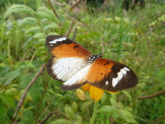 Sphingidae