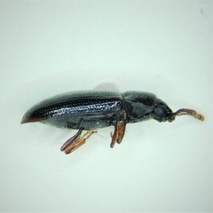 Pharaxonotha kirschii