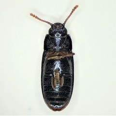 Pharaxonotha kirschii