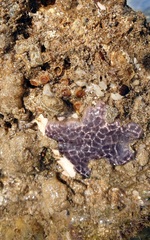 Distaplia