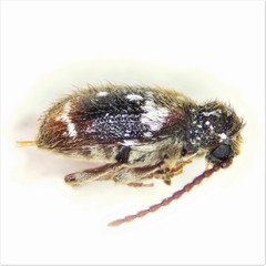 Ptinus bimaculatus