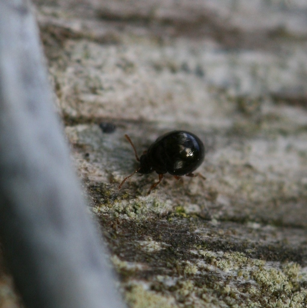 Moss Flea Beetle