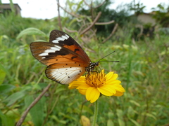 Sphingidae