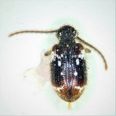 Ptinus bimaculatus