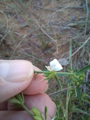 Justicia protracta, photograph author not stated, no rights reserved