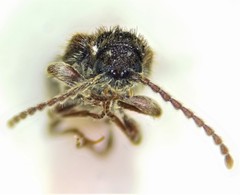 Ptinus bimaculatus