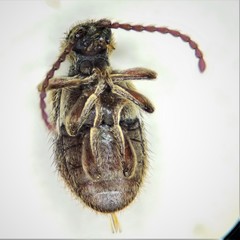 Ptinus bimaculatus