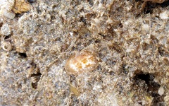 Distaplia