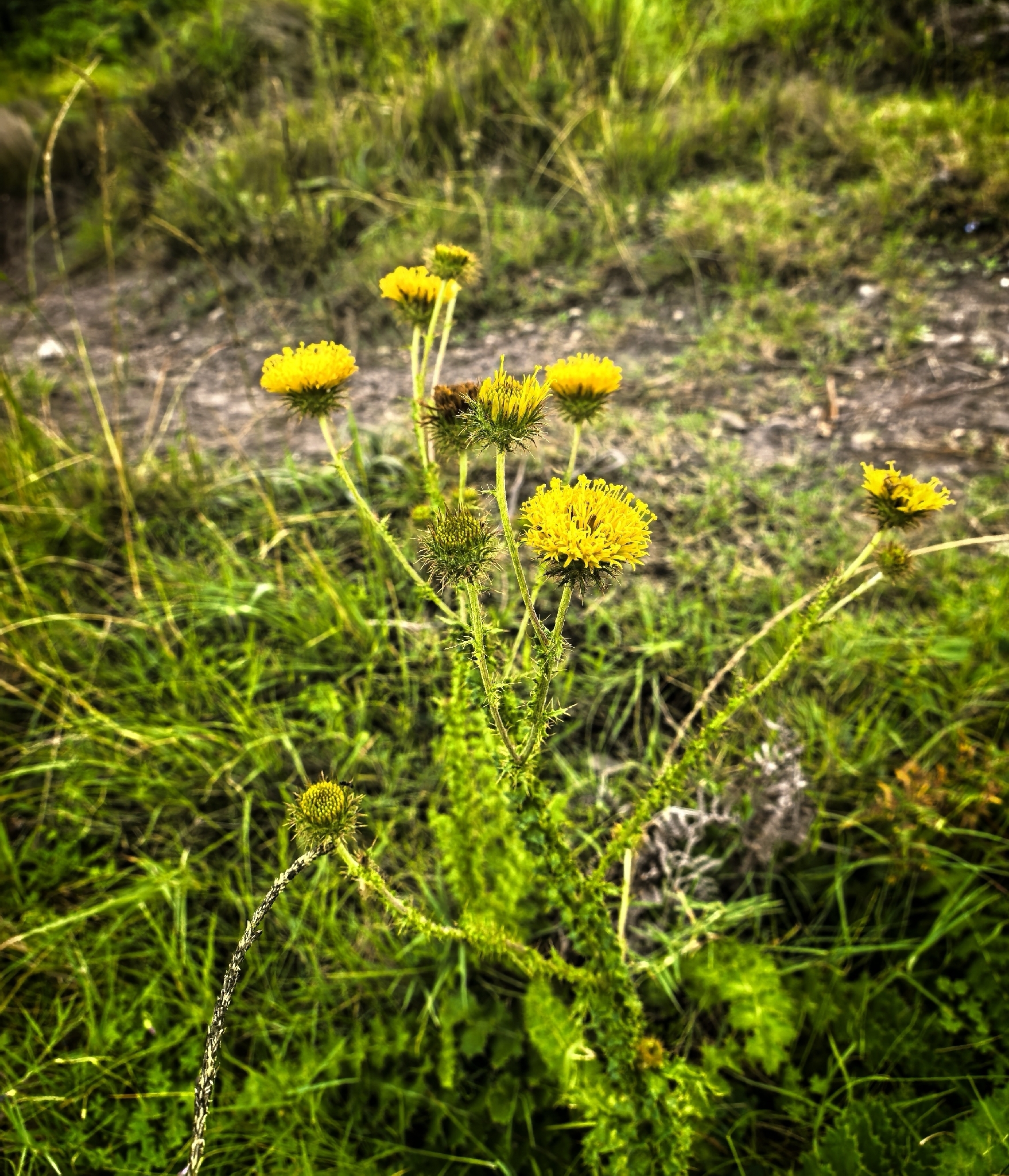 Lasiostelma gerrardii Schltr. 2