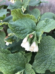 Symphytum orientale