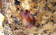 Isanemonia australis