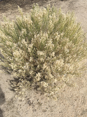 Baccharis sergiloides