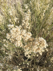 Baccharis sergiloides