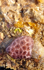 Distaplia