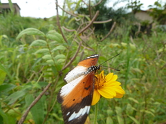 Sphingidae