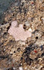 Distaplia