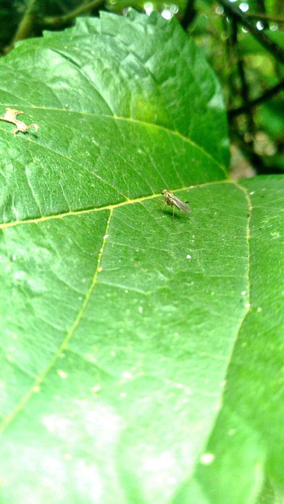 Lyroneurus suavis
