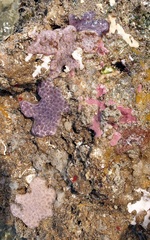 Distaplia