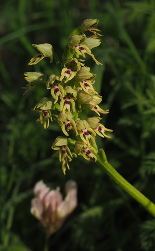 Orchis galilaea (Bornm. & M.Schulze) Schltr.