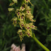 Orchis galilaea - Photo (c) Ron Frumkin, some rights reserved (CC BY-NC), uploaded by Ron Frumkin