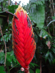 Heliconia episcopalis