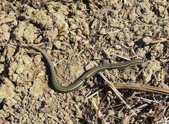 Chalcides chalcides