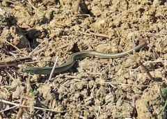 Chalcides chalcides