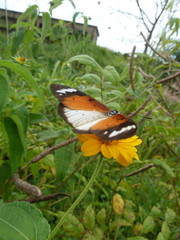 Sphingidae